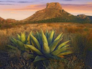 Tim Fitzharris - Casa Grande butte with Agave in foreground, Big Bend National Park, Texas
