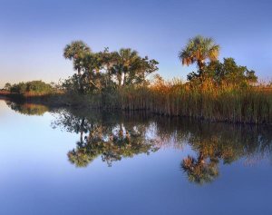 Tim Fitzharris - Royal Palms and reeds along waterway, Fakahatchee State Preserve, Florida