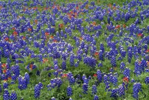 Tim Fitzharris - Hill Country wildflowers including Sand Bluebonnets and Paintbrush, Texas