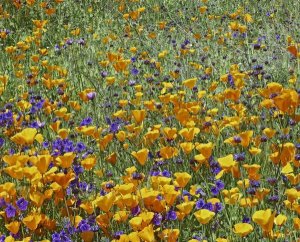 Tim Fitzharris - California Poppy and Desert Bluebell flowers, Antelope Valley, California