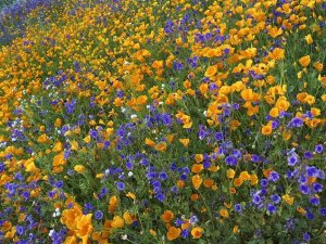Tim Fitzharris - California Poppy and Desert Bluebell flowers, Antelope Valley, California