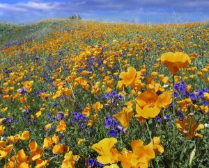 Tim Fitzharris - California Poppy and Desert Bluebell flowers, Antelope Valley, California