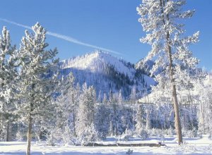 Tim Fitzharris - Pine trees covered with snow in winter, Yellowstone National Park, Wyoming