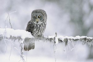 Tim Fitzharris - Great Gray Owl perching on a snow-covered branch, British Columbia, Canada