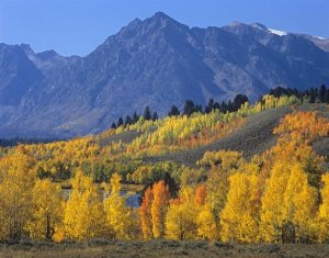 Tim Fitzharris - Ranger Peak and Aspen forest in autumn, Grand Teton National Park, Wyoming