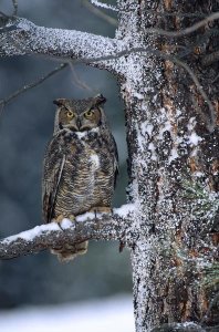 Tim Fitzharris - Great Horned Owl perched in tree dusted with snow, British Columbia, Canada