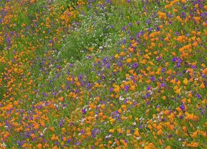 Tim Fitzharris - California Poppy and Desert Bluebell carpeting a spring hillside, California