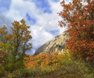 Tim Fitzharris - Trees and shrubs in autumn, Marcellina Mountain, Raggeds Wilderness, Colorado