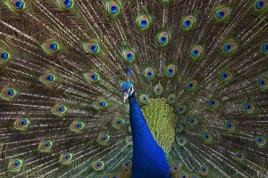 Tim Fitzharris - Indian Peafowl male with tail fanned out in courtship display, native to Asia