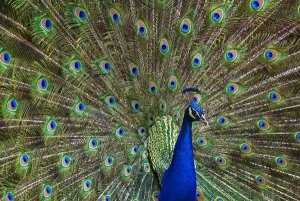 Tim Fitzharris - Indian Peafowl male with tail fanned out in courtship display, native to Asia