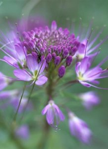 Tim Fitzharris - Rocky Mountain Bee Plant flower, Great Sand Dunes National Monument, Colorado