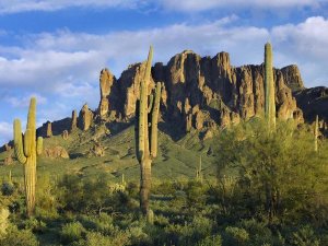 Tim Fitzharris - Saguaro cacti and Superstition Mountains at Lost Dutchman State Park, Arizona