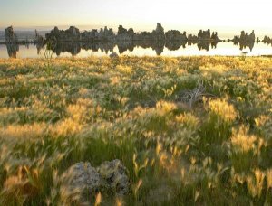 Tim Fitzharris - Squirreltail Barley and Tufa Towers silhouetted at dawn, Mono Lake, California