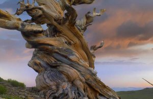 Tim Fitzharris - Foxtail Pine tree, twisted trunk of an ancient tree, Sierra Nevada, California