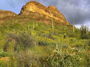Tim Fitzharris - Organ Pipe Cactus Organ Pipe Cactus National Monument, Sonoran Desert, Arizona