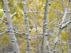 Tim Fitzharris - Snow-covered Aspen forest near Kebbler Pass, Gunnison National Forest, Colorado