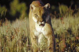 Tim Fitzharris - Mountain Lion or Cougar walking through tall grass towards camera, North America