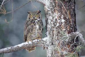 Tim Fitzharris - Great Horned Owl adult perching in a snow-covered tree, British Columbia, Canada