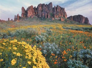 Tim Fitzharris - California Brittlebush Lost Dutchman State Park, Superstition Mountains, Arizona