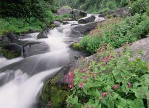 Tim Fitzharris - Paradise River surrounded by spring flowers, Mt Rainier National Park, Washington