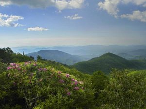 Tim Fitzharris - Rhododendron tree flowering at Craggy Gardens, Blue Ridge Parkway, North Carolina