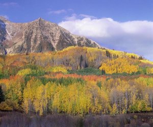 Tim Fitzharris - Quaking Aspen forest in autumn, Marcellina Mountain, Raggeds Wilderness, Colorado