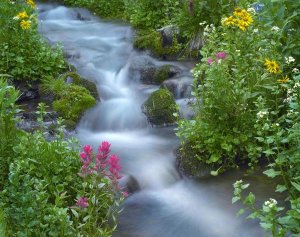 Tim Fitzharris - Orange Sneezeweed and Indian Paintbrush beside stream, Yankee Boy Basin, Colorado