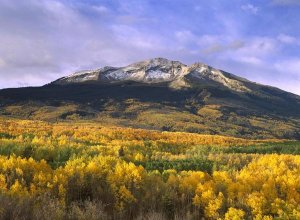 Tim Fitzharris - East Beckwith Mountain and trees in fall color, Gunnison National Forest, Colorado