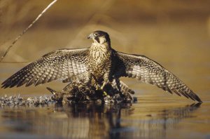 Tim Fitzharris - Peregrine Falcon adult in protective stance standing on downed duck, North America