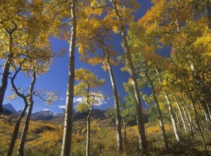 Tim Fitzharris - Aspen in fall colors and Maroon Bells, Elk Mountains, Snowmass Wilderness, Colorado