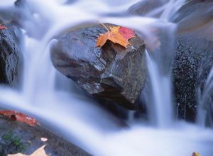 Tim Fitzharris - Autumn leaf on boulder, Little River, Great Smoky Mountains National Park, Tennessee