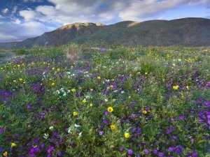 Tim Fitzharris - Wildflowers carpeting the ground beneath Coyote Peak, Anza-Borrego Desert, California