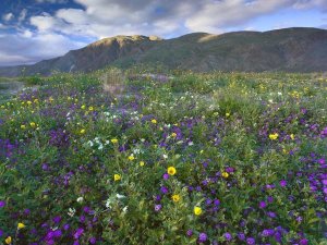 Tim Fitzharris - Wildflowers carpeting the ground beneath Coyote Peak, Anza-Borrego Desert, California