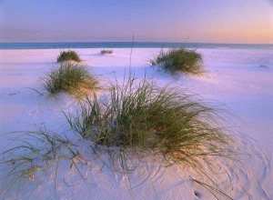 Tim Fitzharris - Sea Oats growing on beach, Santa Rosa Island, Gulf Islands National Seashore, Florida