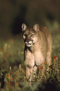 Tim Fitzharris - Mountain Lion or Cougar walking through a field of red Paintbrush flowers, North America