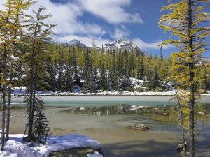 Tim Fitzharris - Boreal forest in light snow, Opabin Plateau, Yoho National Park, British Columbia, Canada