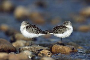 Tim Fitzharris - Western Sandpipers pair standing back to back with beaks tucked under wings, North America