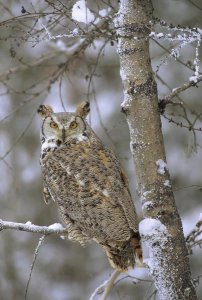 Tim Fitzharris - Great Horned Owl in its pale form perching in a snow-covered tree, British Columbia, Canada