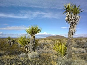 Tim Fitzharris - Cinder Cones, Joshua Tree and other desert vegetation, Mojave National Preserve, California