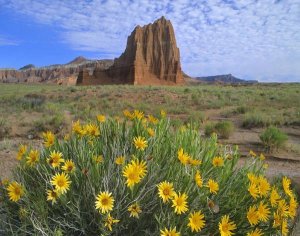 Tim Fitzharris - Temple of the Sun with Common Sunflowers in the foreground, Capitol Reef National Park, Utah