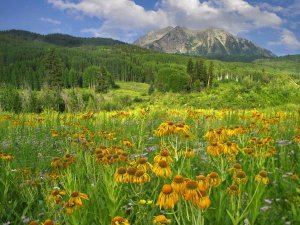 Tim Fitzharris - Orange Sneezeweed blooming in meadow with East Beckwith Mountain in the background, Colorado