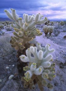 Tim Fitzharris - Teddy Bear Cholla or Jumping Cholla under stormy skies, Joshua Tree National Park, California