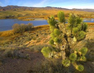 Tim Fitzharris - Joshua Tree and wetlands along the Pacific Flyway, Pahranagat National Wildlife Refuge, Nevada