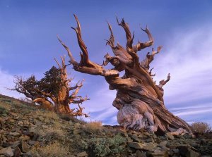 Tim Fitzharris - Foxtail Pine ancient trees at Schulman Grove, White Mountains, Inyo National Forest, California