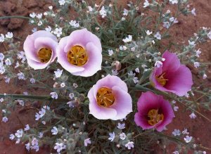 Tim Fitzharris - Sego Lily group, state flower of Utah with bulbous edible root, Canyonlands National Park, Utah