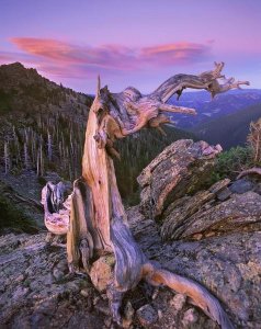 Tim Fitzharris - Rocky Mountains Bristlecone Pine tree overlooking forest, Rocky Mountain National Park, Colorado