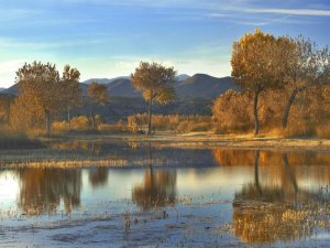 Tim Fitzharris - Cottonwood trees and Willows, fall foliage, Bosque del Apache National Wildlife Refuge, New Mexico