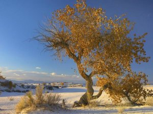 Tim Fitzharris - Fremont Cottonwood tree single tree in desert, White Sands National Monument, Chihuahuan Desert New Mexico