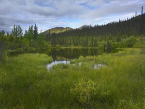 Tim Fitzharris - Boreal forest with pond and Antimony Mountain in the background, Ogilvie Mountains, Yukon Territory, Canada