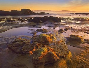 Tim Fitzharris - Tidepools exposed at low tide, Botanical Beach, Juan de Fuca Provincial Park, Vancouver Island, British Columbia, Canada